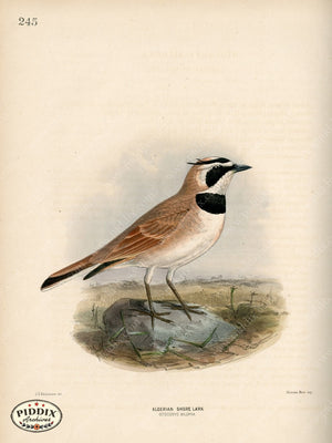 Pdxc1443 -- Birds Color Illustration