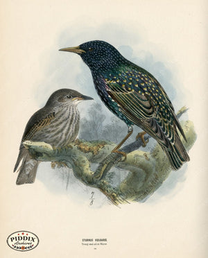 Pdxc1444 -- Birds Color Illustration