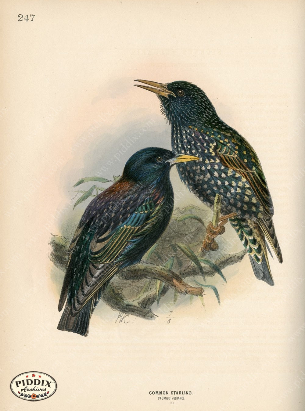Pdxc1445 -- Birds Color Illustration