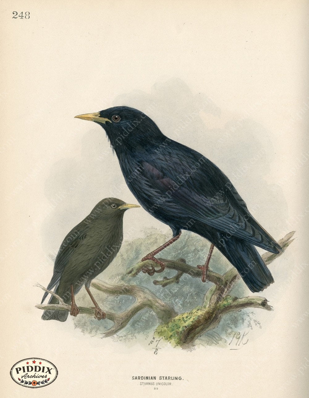 Pdxc1446 -- Birds Color Illustration