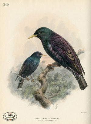 Pdxc1447 -- Birds Color Illustration