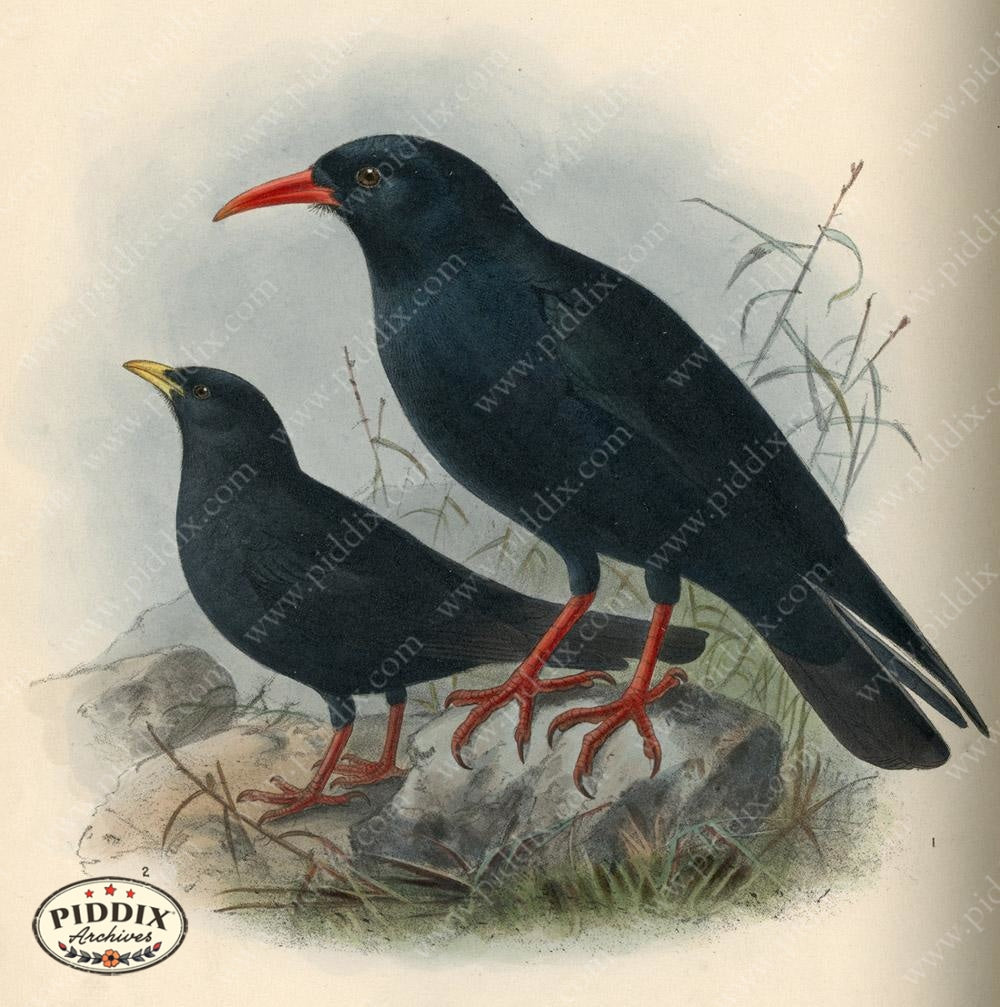 Pdxc1449 -- Birds Color Illustration