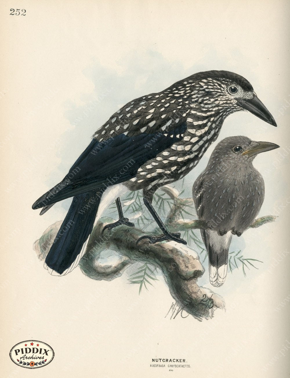 Pdxc1450 -- Birds Color Illustration