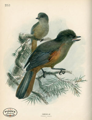 Pdxc1451 -- Birds Color Illustration