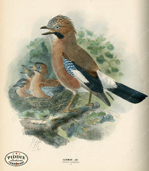 Pdxc1452 -- Birds Color Illustration