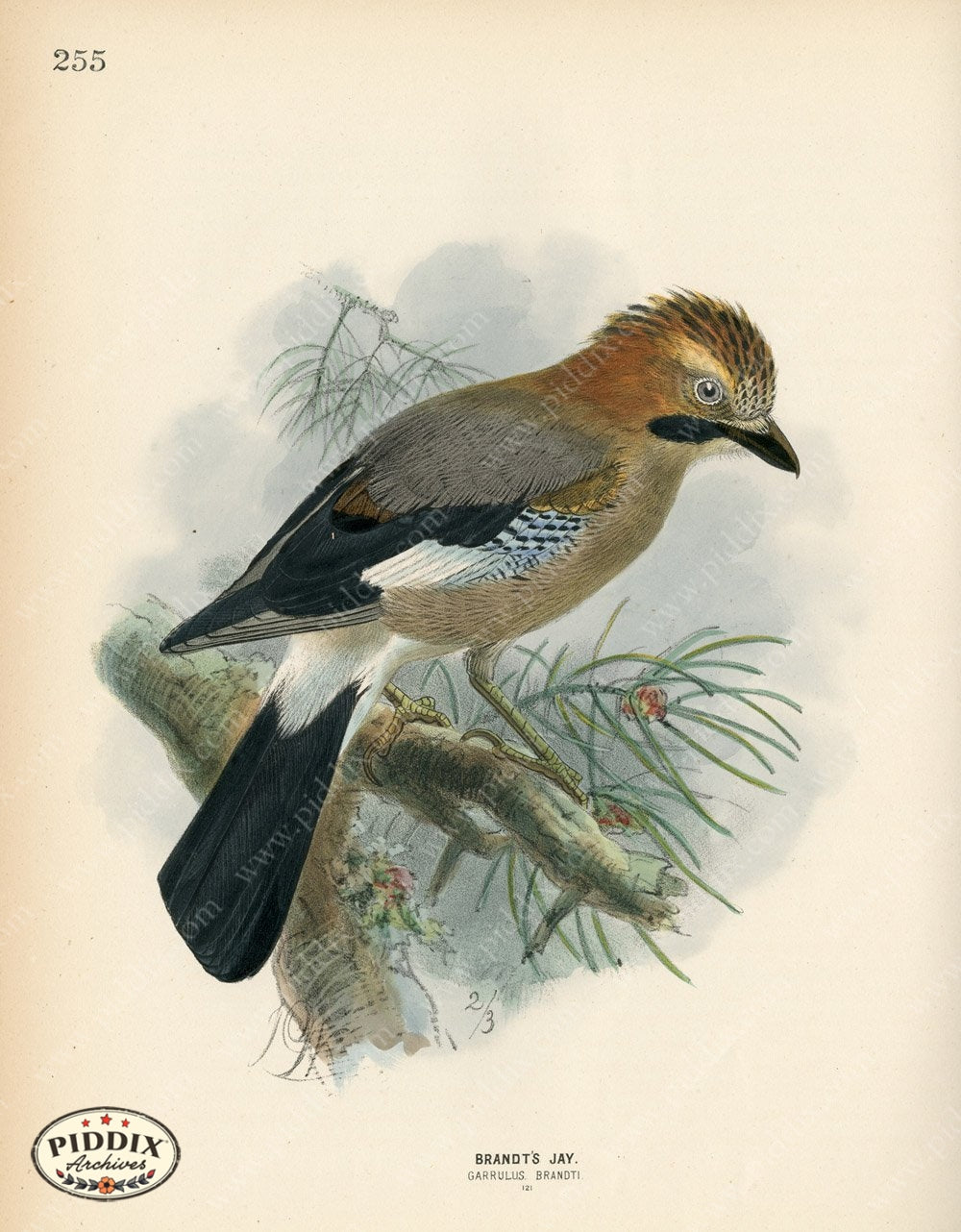 Pdxc1453 -- Birds Color Illustration