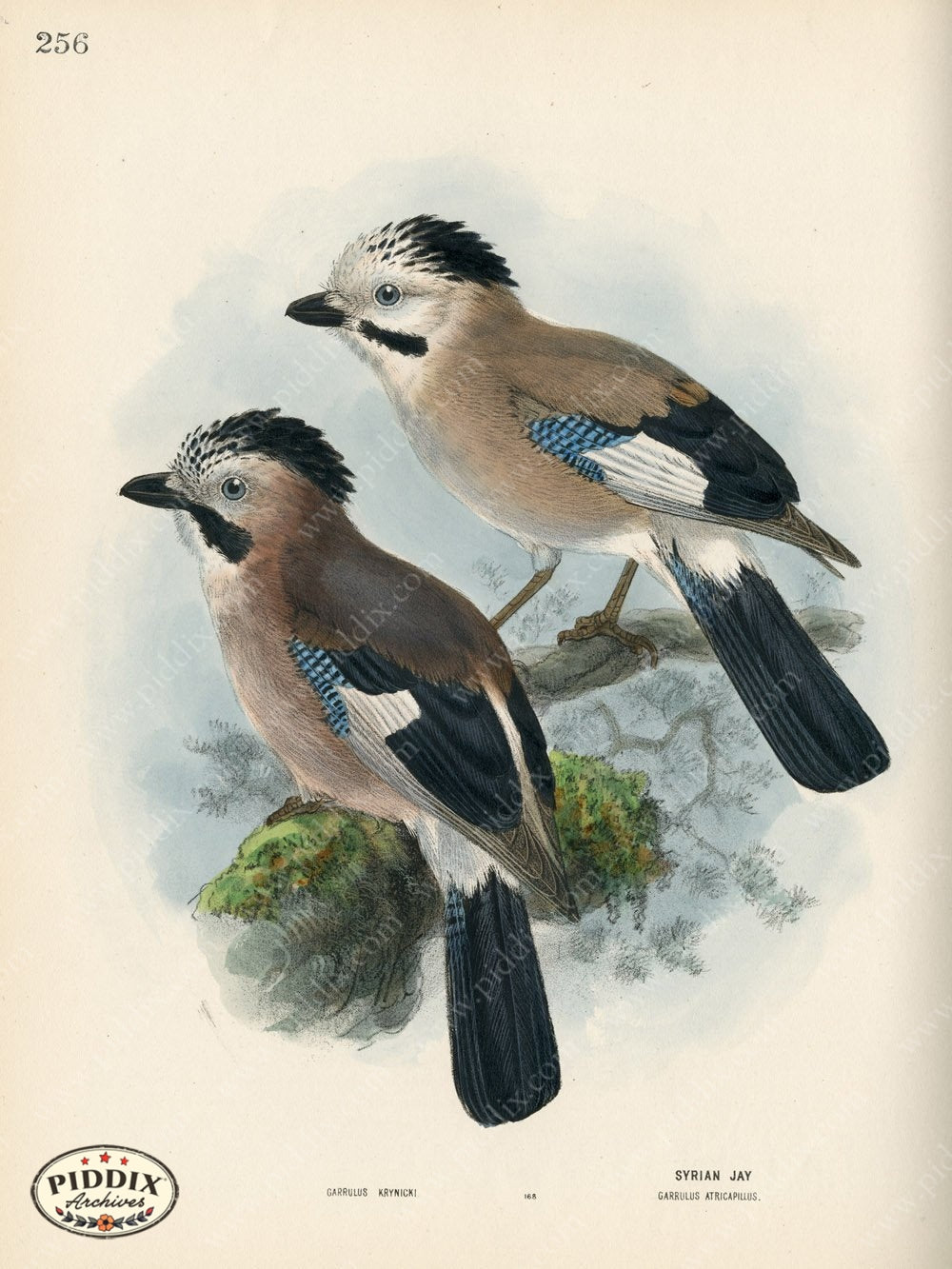 Pdxc1454 -- Birds Color Illustration