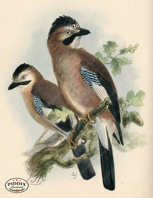 Pdxc1455 -- Birds Color Illustration