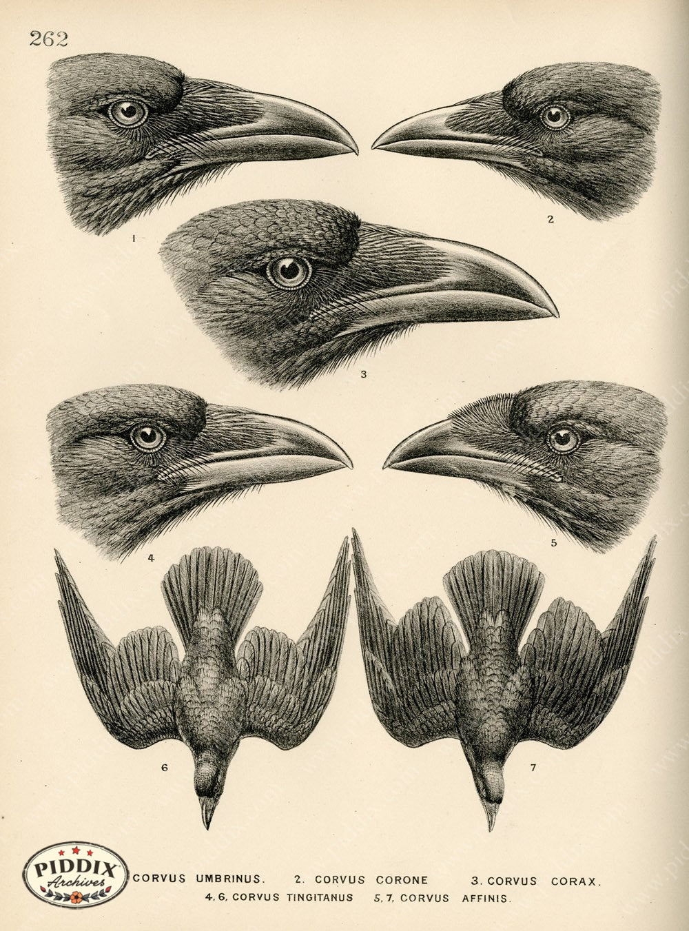 Pdxc1458 -- Birds Color Illustration