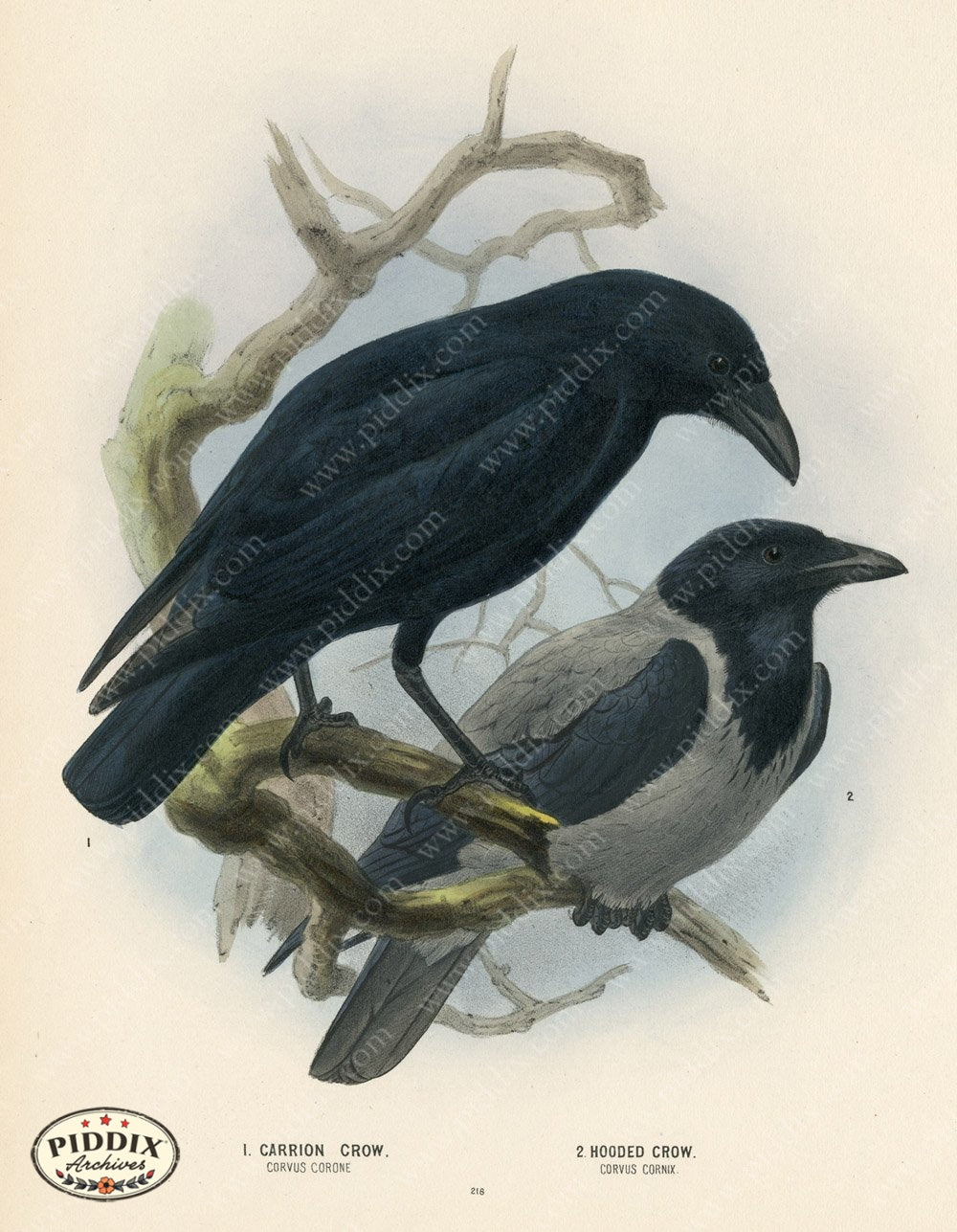 Pdxc1459 -- Birds Color Illustration