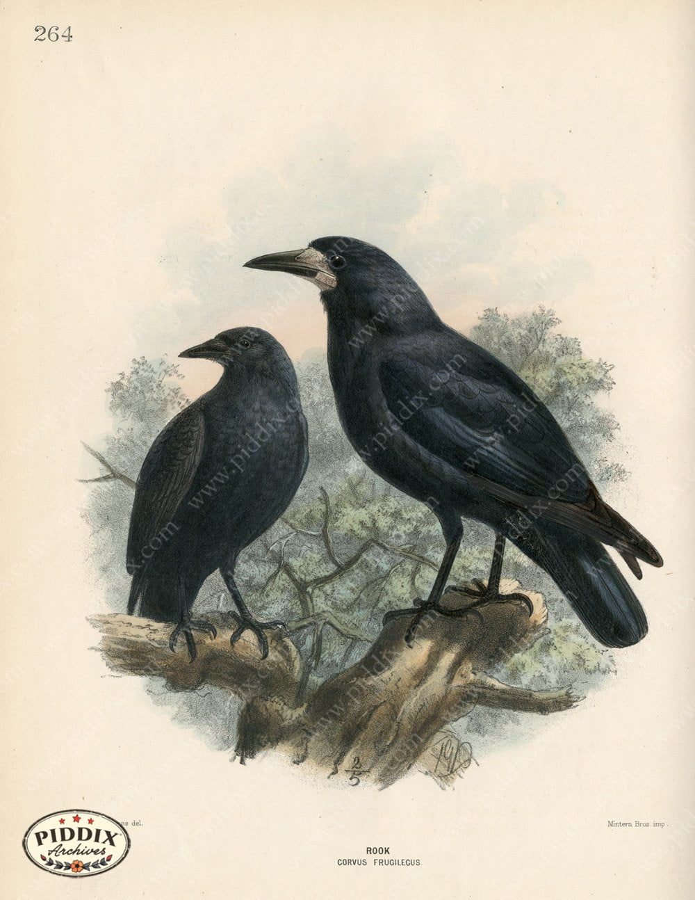 Pdxc1460 -- Birds Color Illustration