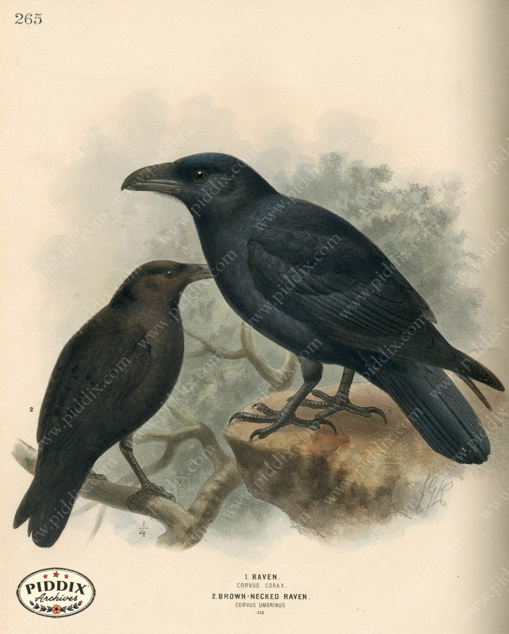 Pdxc1461 -- Birds Color Illustration