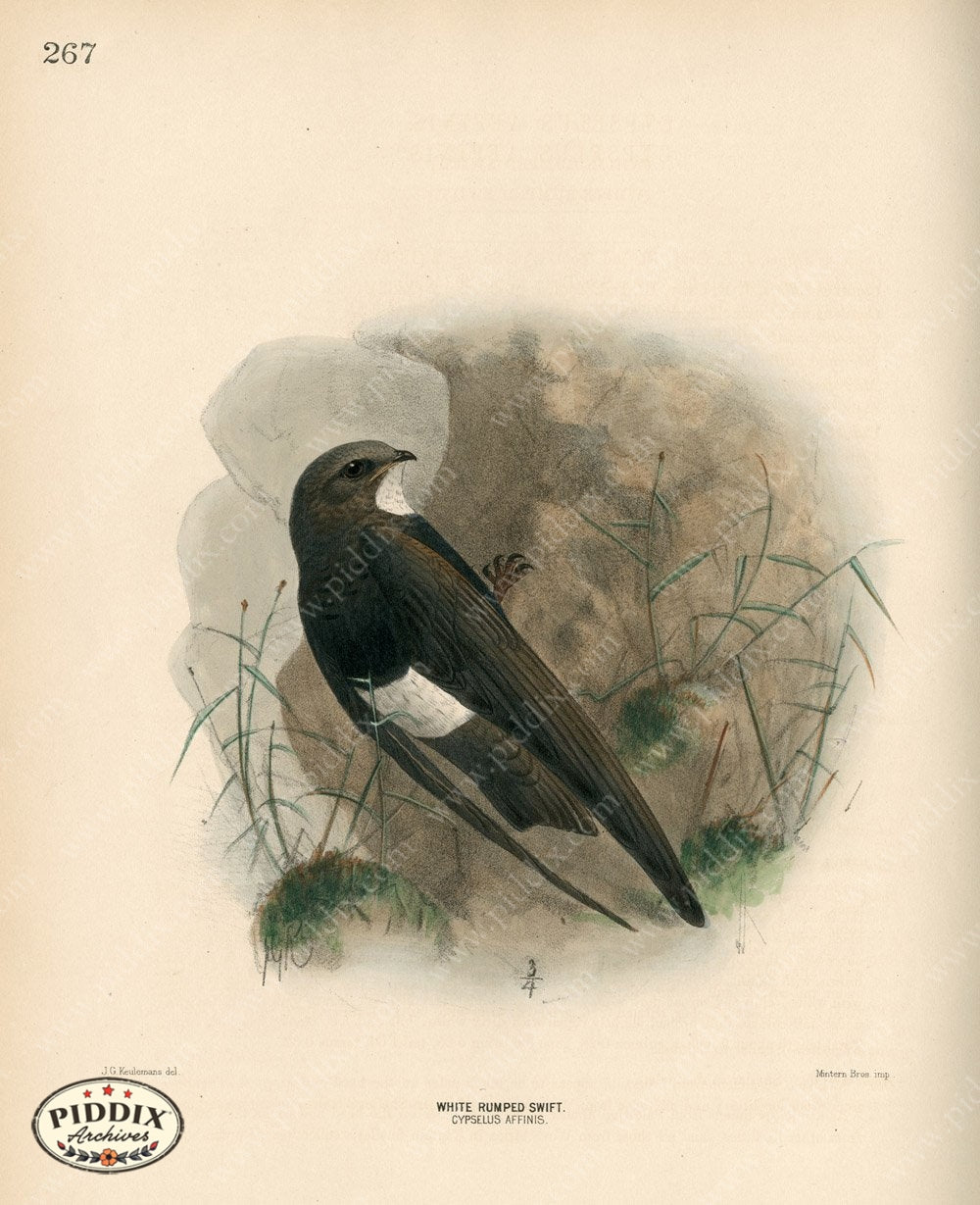 Pdxc1462 -- Birds Color Illustration