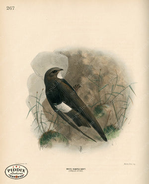Pdxc1462 -- Birds Color Illustration