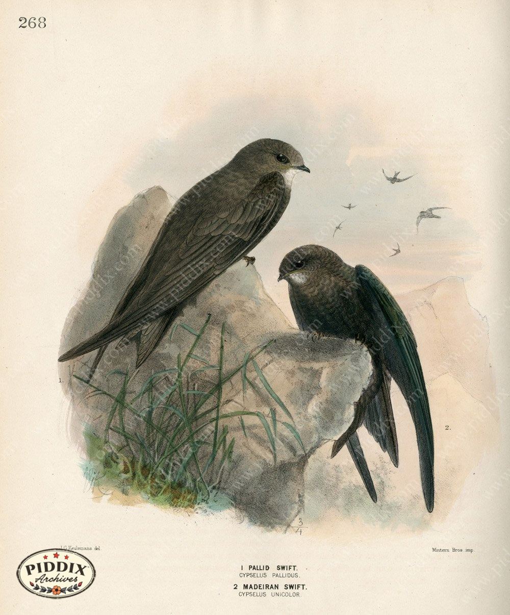 Pdxc1463 -- Birds Color Illustration