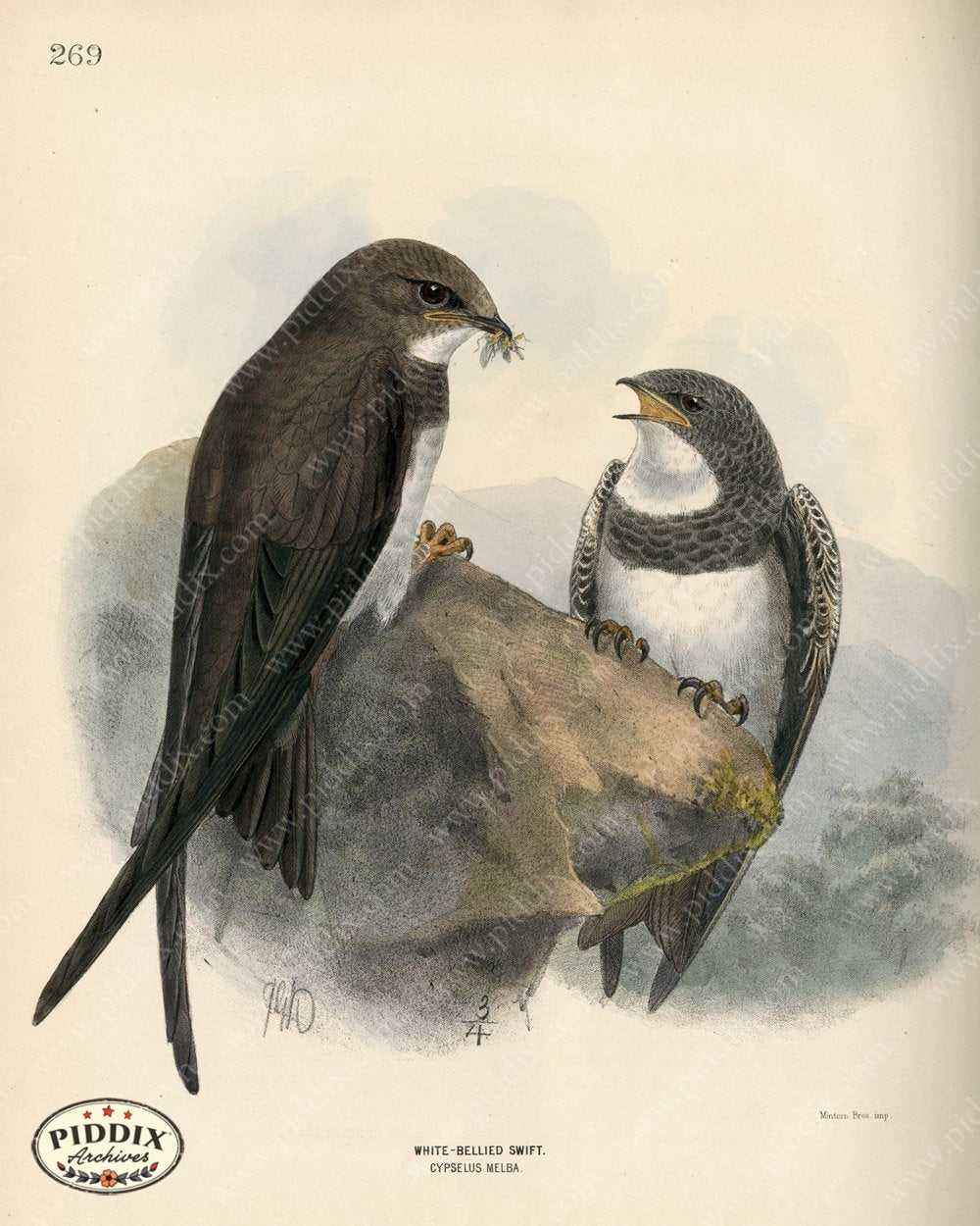 Pdxc1464 -- Birds Color Illustration