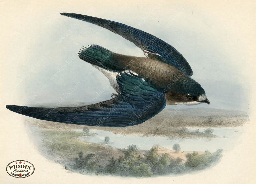 Pdxc1465 -- Birds Color Illustration