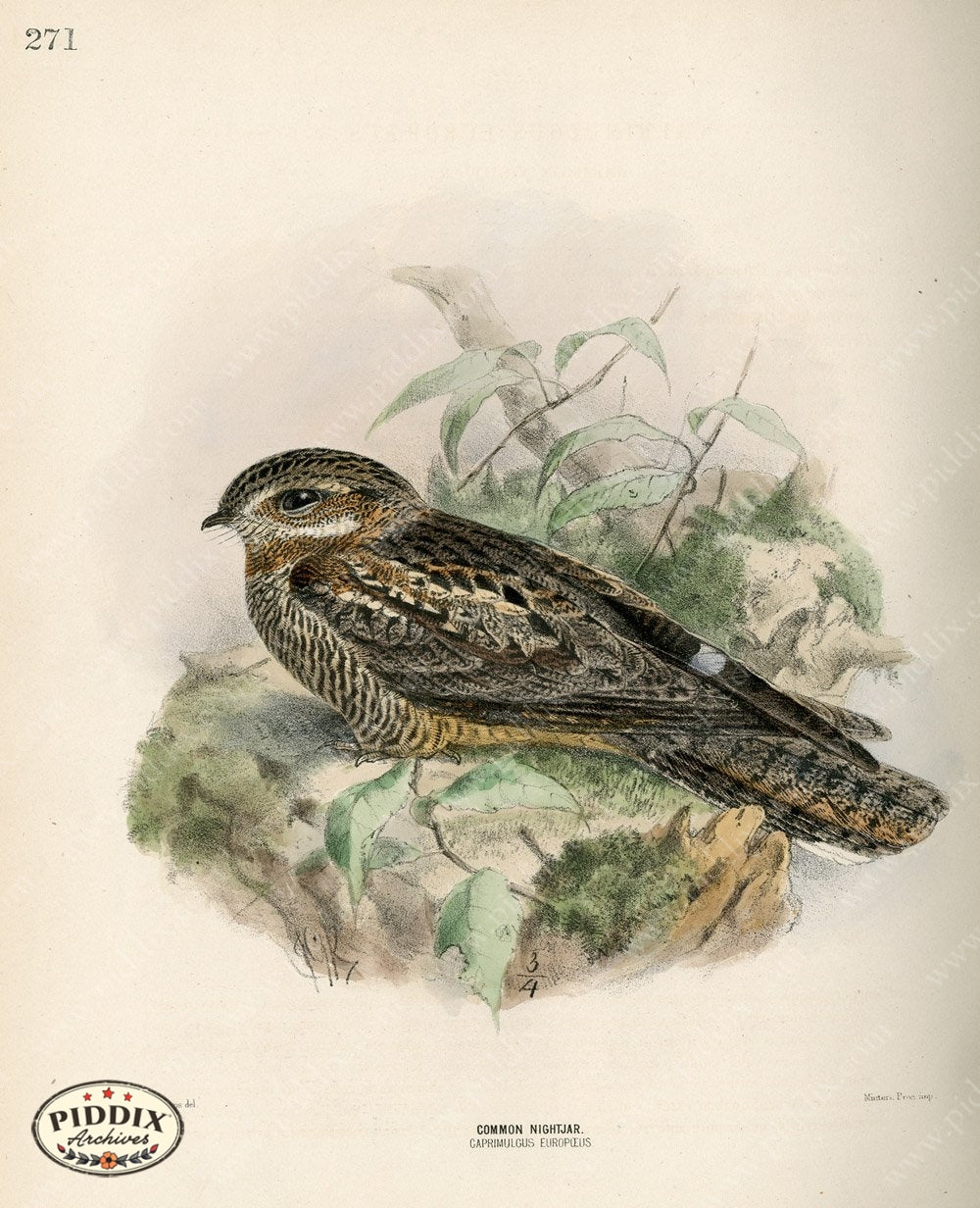 Pdxc1466 -- Birds Color Illustration