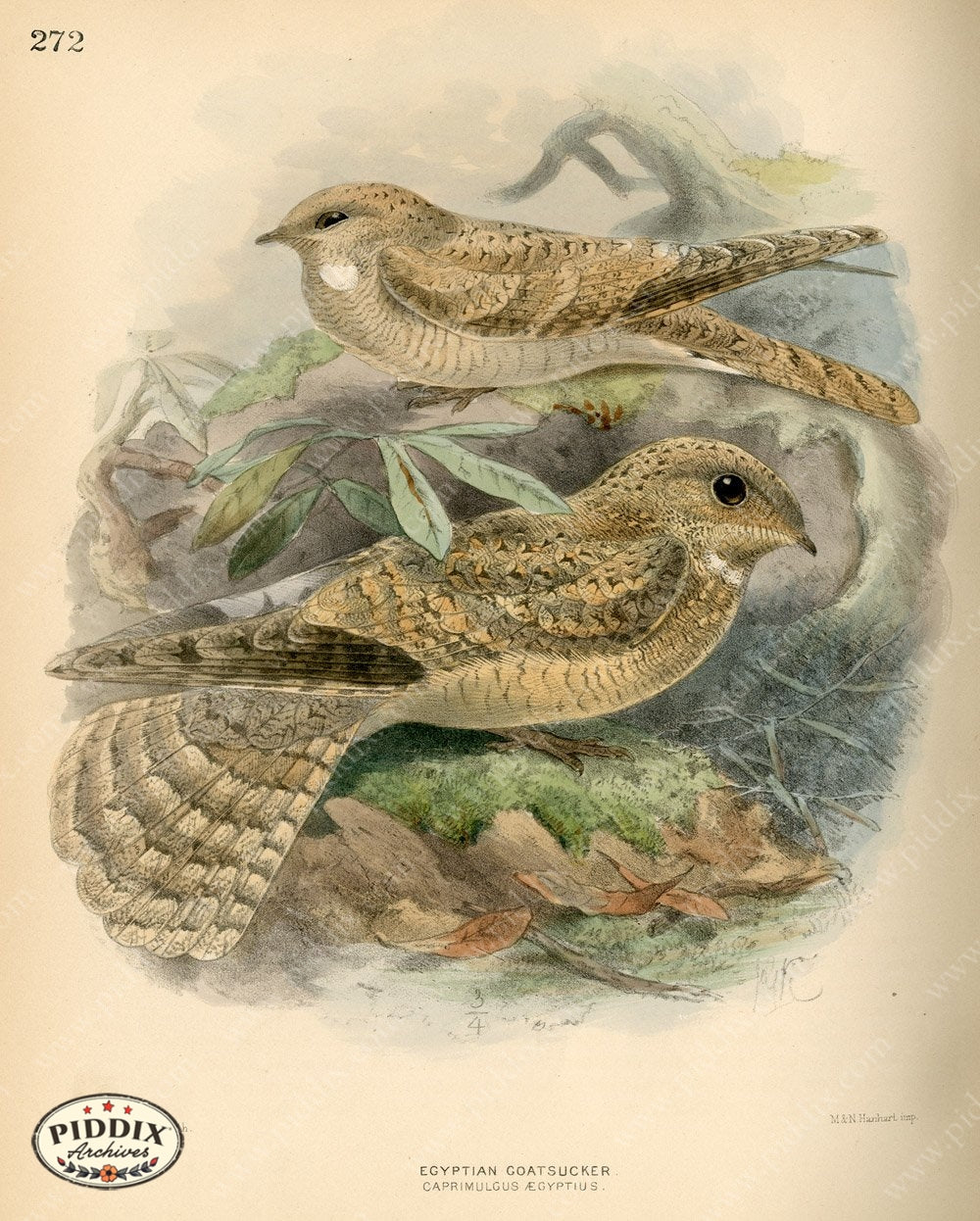 Pdxc1467 -- Birds Color Illustration