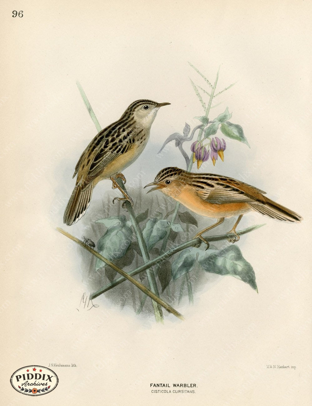 Pdxc1468 -- Birds Color Illustration