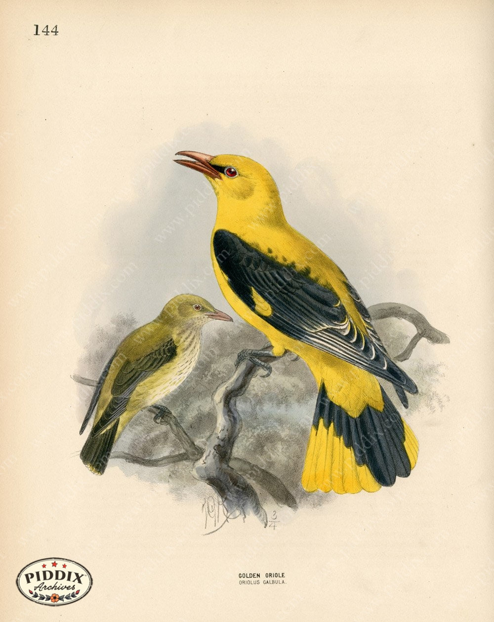 Pdxc1469 -- Birds Color Illustration