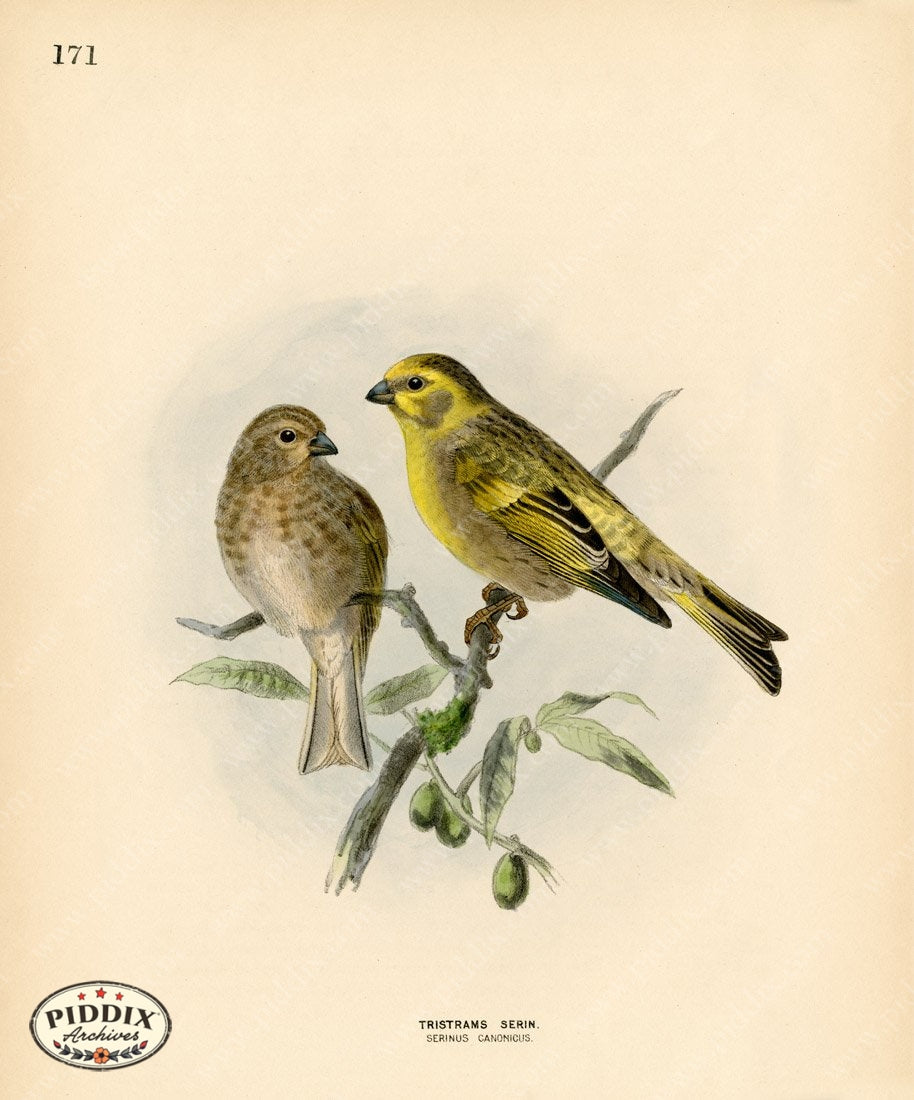 Pdxc1470 -- Birds Color Illustration