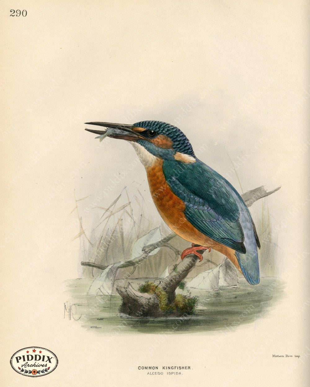 Pdxc1471 -- Birds Color Illustration