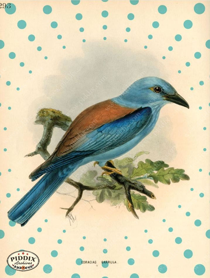 Pdxc1472 -- Birds Color Illustration