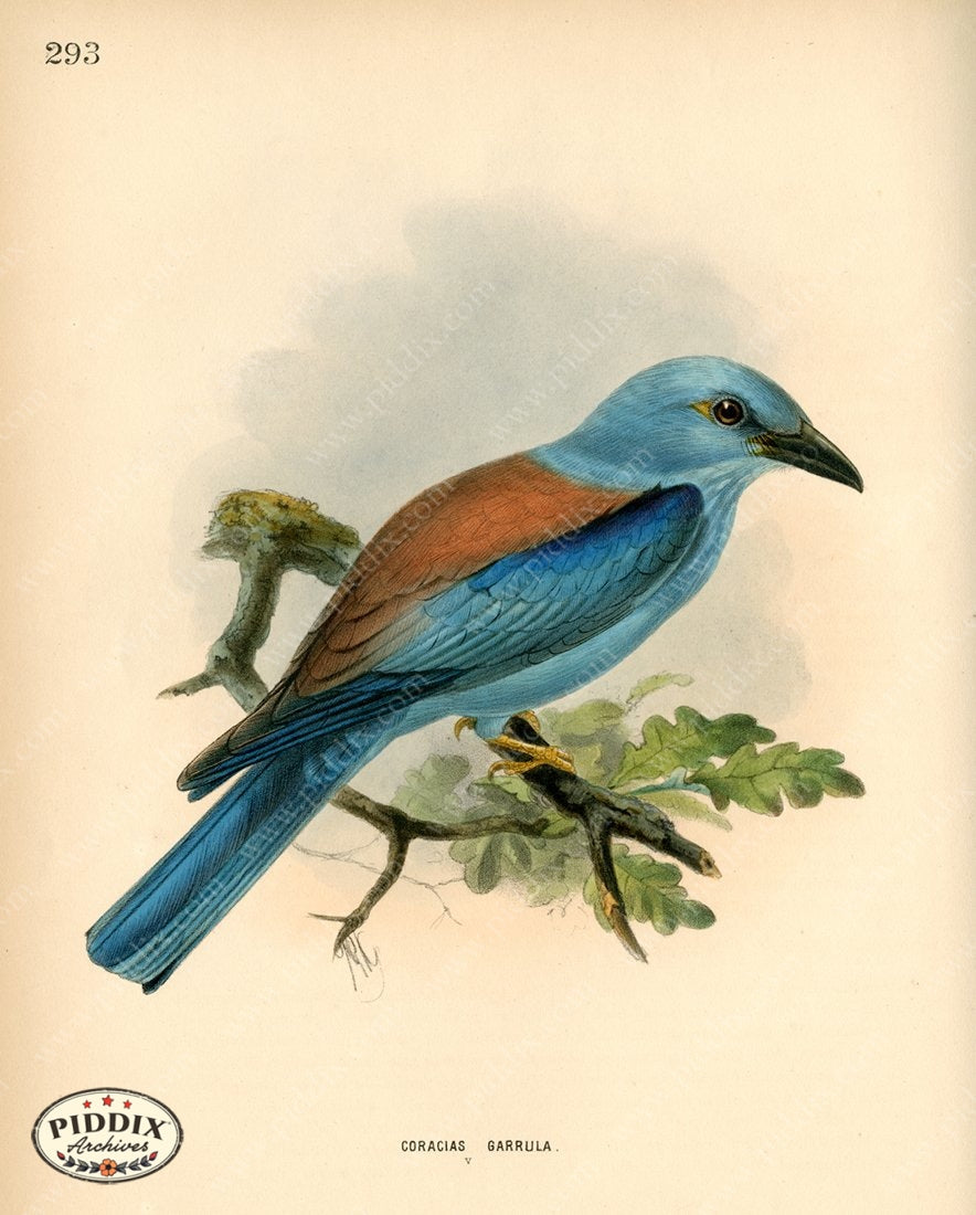 Pdxc1472 -- Birds Color Illustration