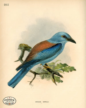 Pdxc1472 -- Birds Color Illustration
