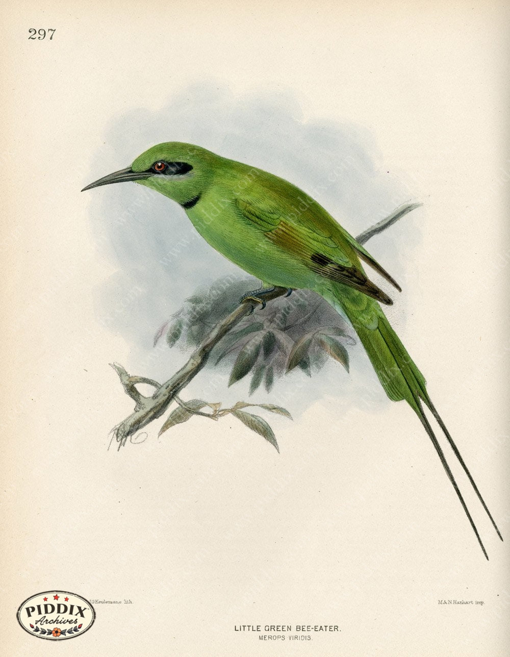 Pdxc1473 -- Birds Color Illustration
