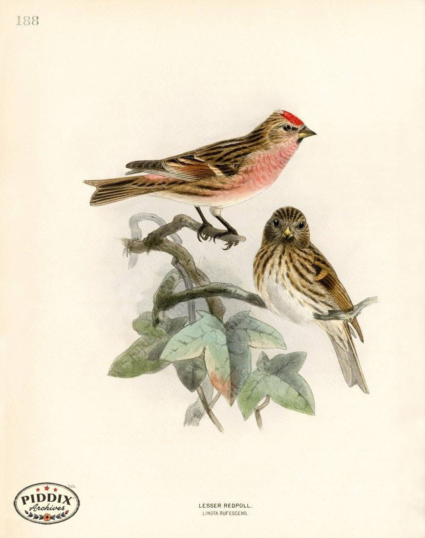 Pdxc1474 -- Birds Color Illustration