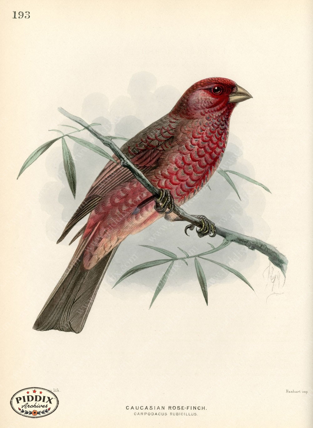 Pdxc1475 -- Birds Color Illustration