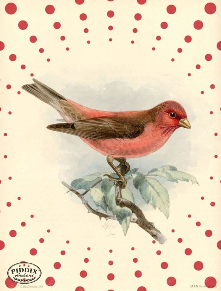 Pdxc1476 -- Birds Color Illustration