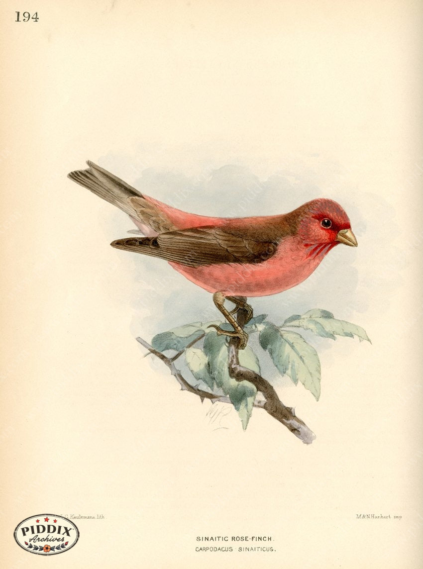 Pdxc1476 -- Birds Color Illustration