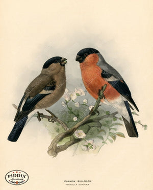 Pdxc1477 -- Birds Color Illustration
