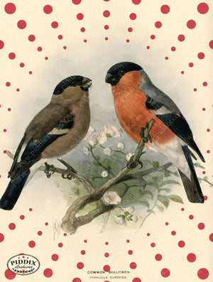 Pdxc1477 -- Birds Color Illustration