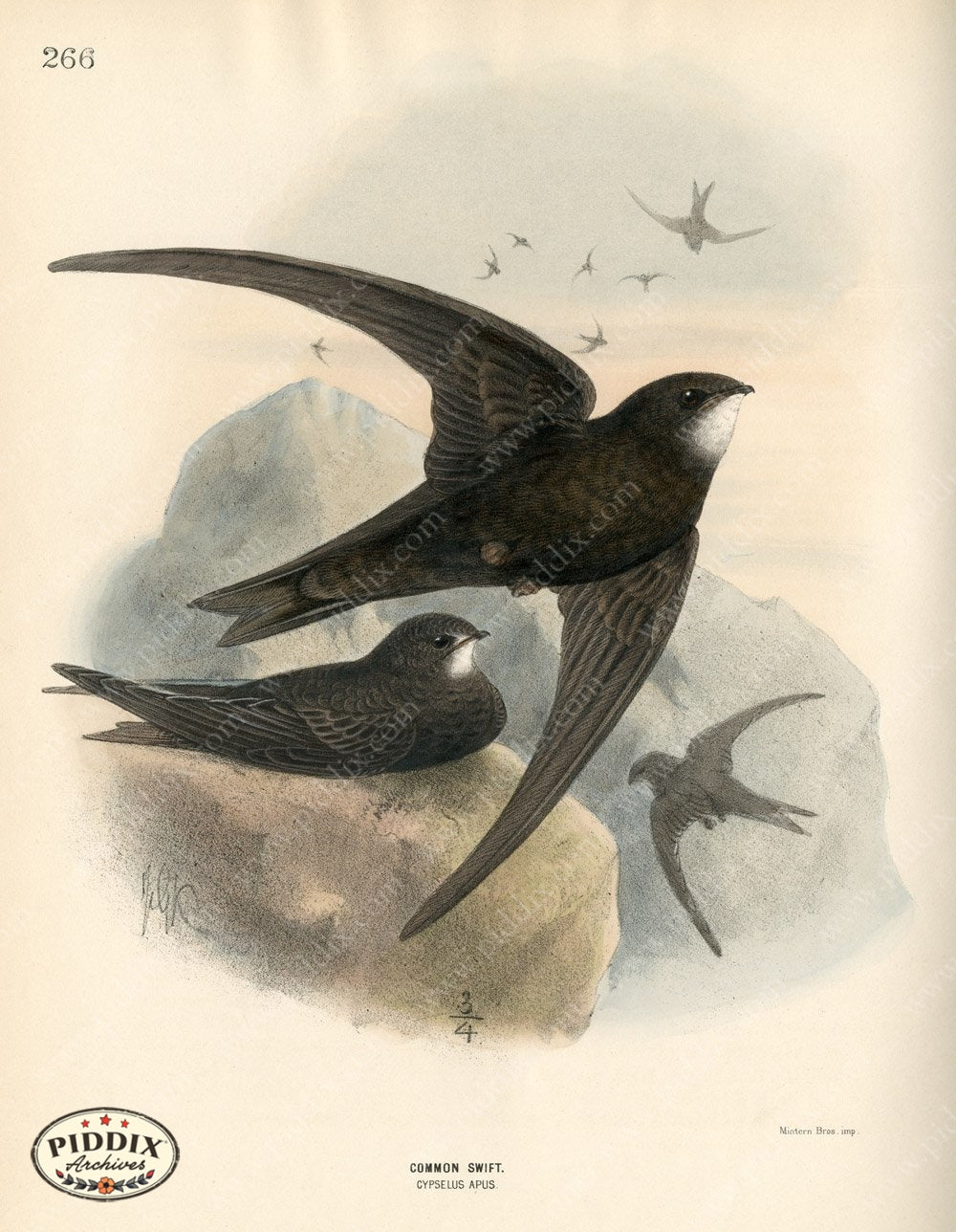Pdxc1478 -- Birds Color Illustration