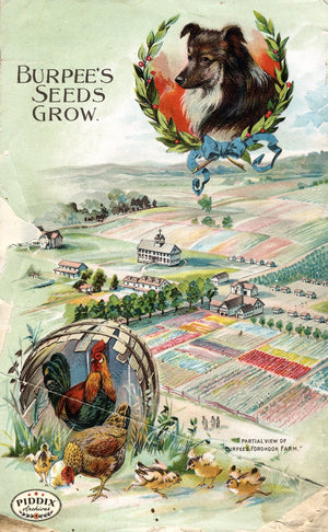 Pdxc1491 -- Fruit & Vegetable Seed Catalogs Color Illustration