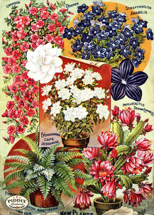Pdxc1493 -- Flower Seed Catalogs Color Illustration