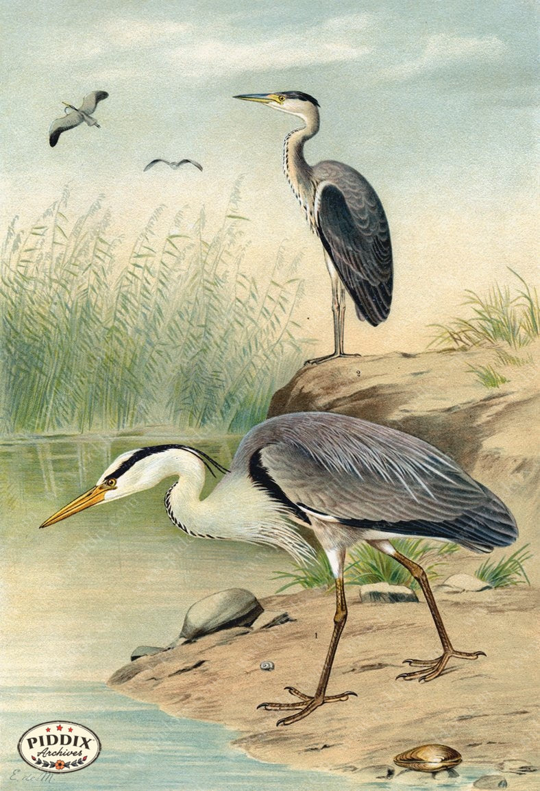 Pdxc14934 -- New For June Color Illustration