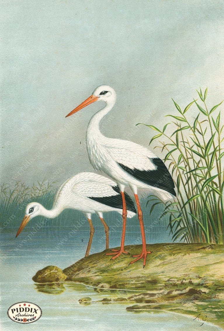 Pdxc14943 -- New For June Color Illustration