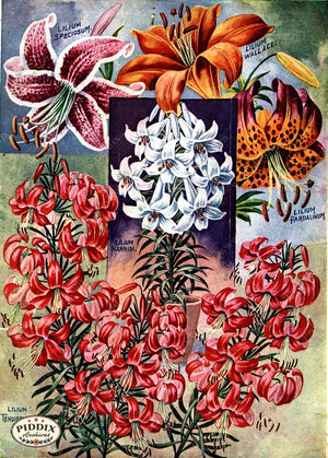 Pdxc1496 -- Flower Seed Catalogs Color Illustration
