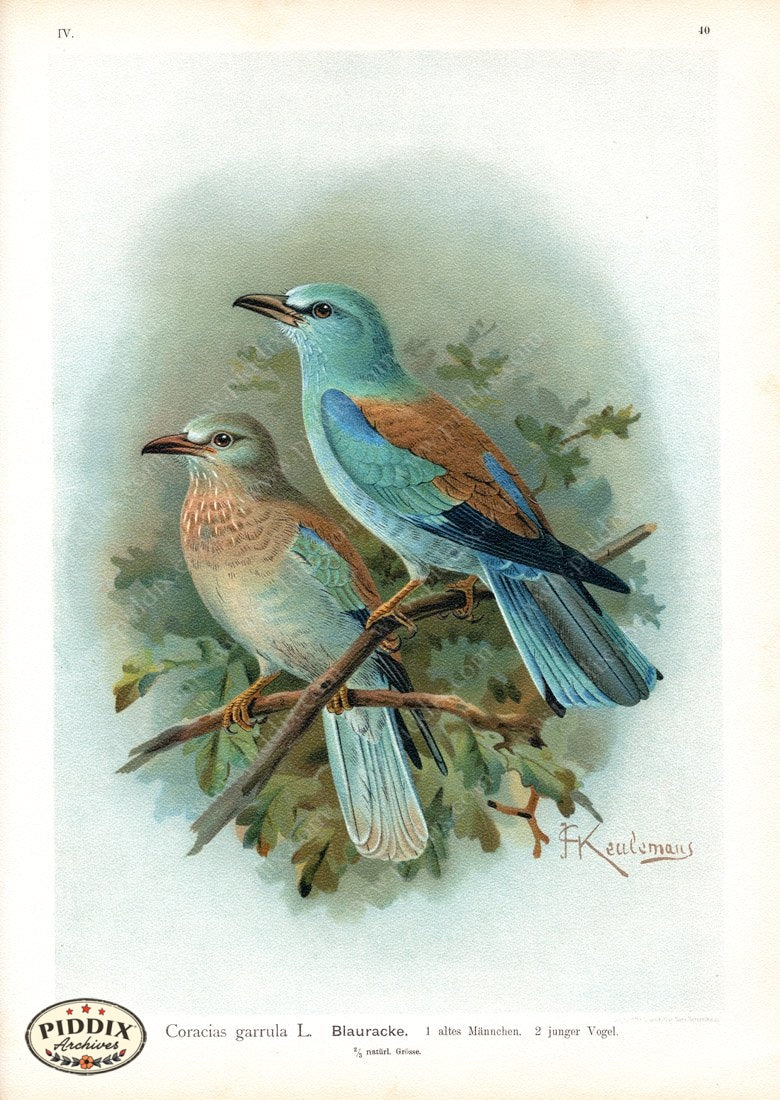 Pdxc14985 -- New For June Color Illustration