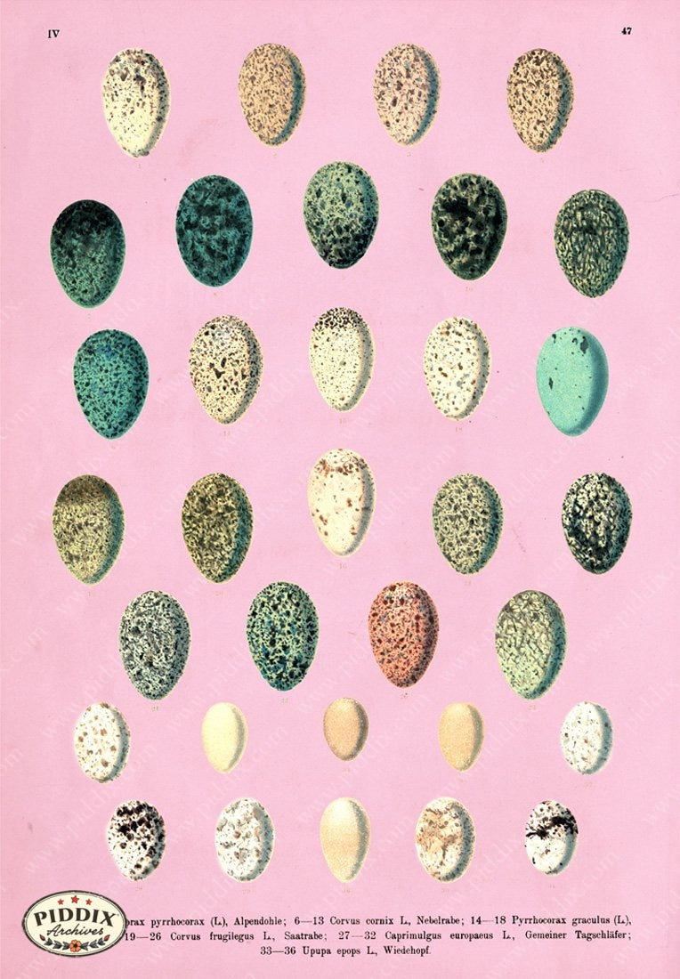 Pdxc14992 -- Bird Eggs Palm Springs Colors Original Collage