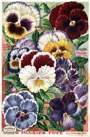 Pdxc1504 -- Flower Seed Catalogs Color Illustration