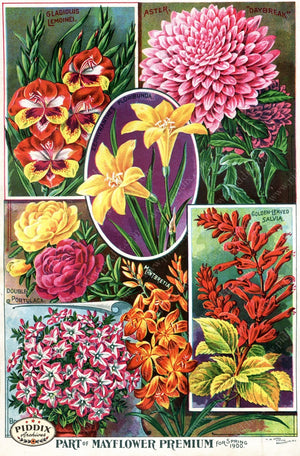 Pdxc1505 -- Flower Seed Catalogs Color Illustration