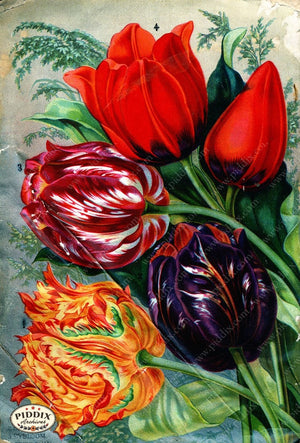 Pdxc1508 -- Flower Seed Catalogs Color Illustration