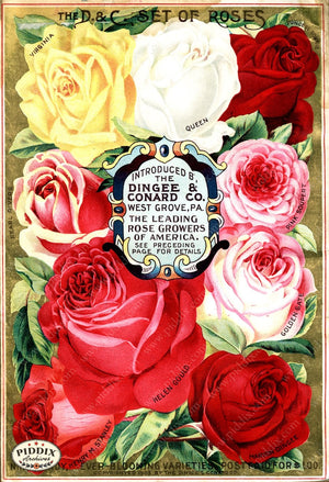 Pdxc1510 -- Vintage Rose Culture Catalogs Color Illustration