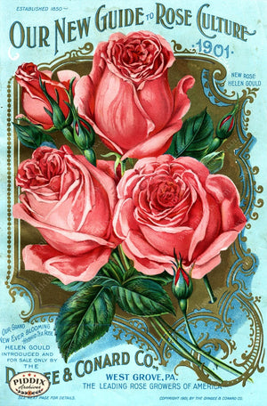Pdxc1511 -- Vintage Rose Culture Catalogs Color Illustration